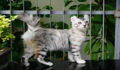 American Curl Cat Breed Facts and Information