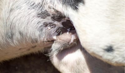 Phimosis in Dogs: Symptoms, Diagnosis, and Treatment Guide