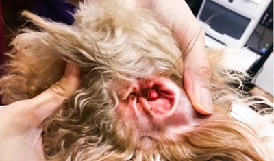 Dog Ear Infection Guide: Symptoms, Causes, Treatment & Prevention