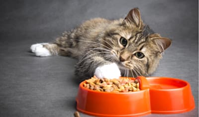 Cat Food Allergies: Symptoms, Diagnosis & Effective Treatment