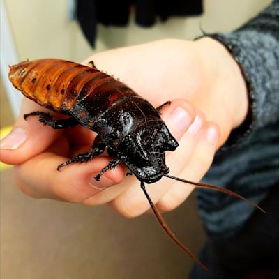 Thriving Tropical Roaches: Food, Habitat & Health Care Guide