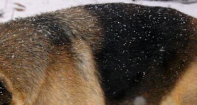 Dog Dandruff: 8 Causes & How to Treat Your Dog's Flaky Skin