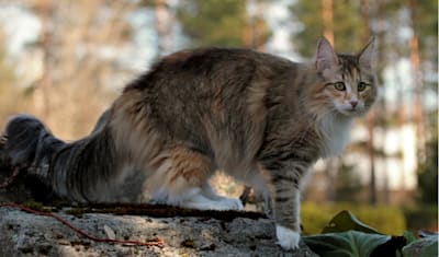Norwegian Forest Cat Breed Facts and Information