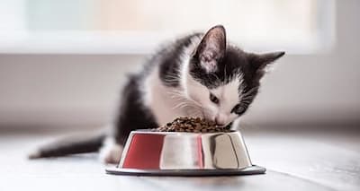 Is Your Cat Hungry? Spot the Signs & Ensure Proper Nutrition