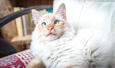 Strabismus in Cats & Dogs: Symptoms & Treatment for Cross-Eyed Pets