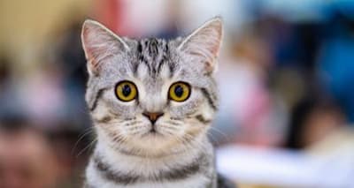 Cat Facial Hair Loss: Is It Normal? When to Worry & See a Vet