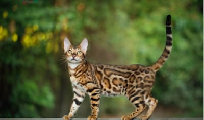 Bengal Breed Facts and Information