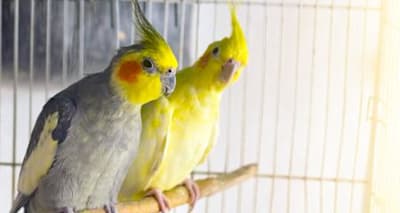 Keep Your Bird Healthy: Daily, Weekly & Monthly Cage Cleaning Guide