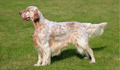 English Setter Breed Facts and Information