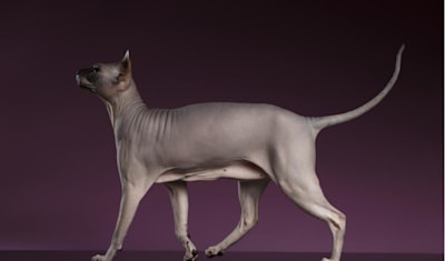 Sphynx Breed Facts and Information