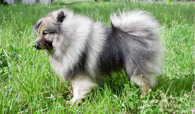 Keeshond Breed Facts and Information