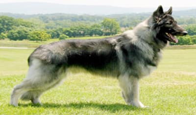 Shiloh Shepherd Breed Facts and Information
