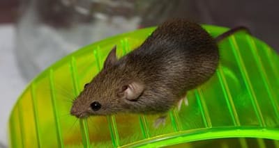 Best Toys for Rats & Mice: Enrich Their Habitat & Prevent Boredom!