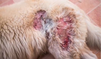 Dog Skin Ulcers & Draining Lesions: Symptoms, Causes & Treatment