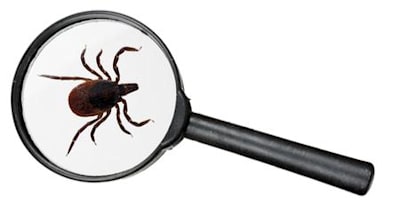 Found a Tick on Your Pet or in Your Home? Safe Removal & Prevention