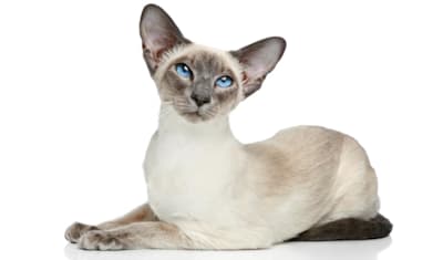 Colorpoint Shorthair Breed Facts and Information