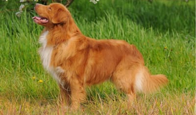 Nova Scotia Duck Tolling Retriever