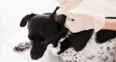 Dog Ear Cleaning: 6 Mistakes to Avoid for Healthy, Happy Ears