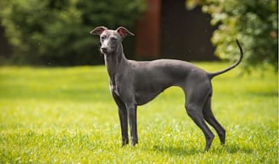 Italian Greyhound Breed Facts and Information