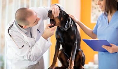 Dog Salivary Cysts & Ranulas: Identifying and Treating Lumps