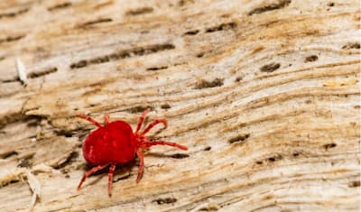 Chiggers in Cats: What They Are, Symptoms, Treatment, and Prevention