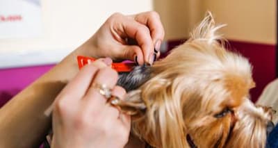 Safely Switch Your Pet's Flea & Tick Medication for Optimal Health