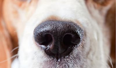 Nasal Mites in Dogs: Symptoms, Treatment, and Prevention for Your Dog