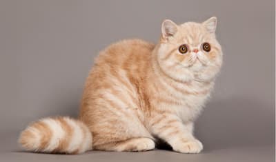 Exotic Shorthair Breed Facts and Information