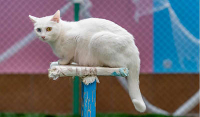 Turkish Angora Breed Facts and Information