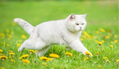 British Shorthair Breed Facts and Information