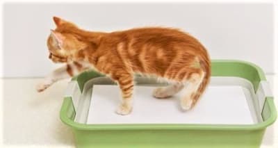 Cat Peeing Outside Box? Why It Happens & How To Stop It Fast