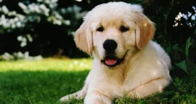 Golden Retriever Health: Prevent & Manage 5 Common Conditions