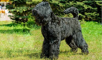 Giant Schnauzer Breed Facts and Information