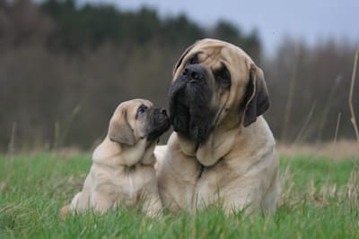 Mastiff