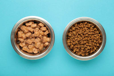Wet vs. Dry Dog Food
