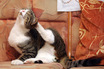 My cat has fleas on Frontline. Is it safe to switch to Revolution?