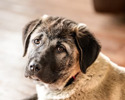 Anatolian Shepherd