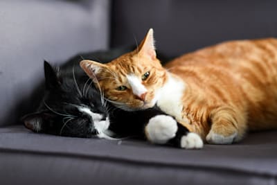 Introduce a Kitten to Your Cats: Step-by-Step for a Peaceful Home
