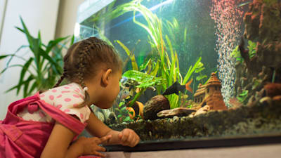 How to safely prepare found driftwood and rocks for your aquarium?