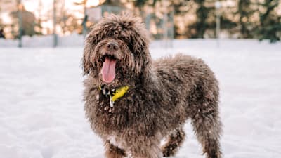How Long Can You Leave Your Dog Outside?