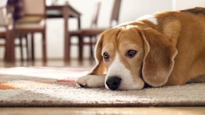 Do Dogs Get Seasonal Depression?