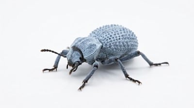 Blue Death Feigning Beetle: The Guide to Habitat, Food & Health Essentials