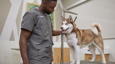 Winter Grooming for Dogs