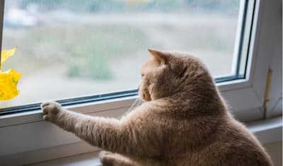 Feline Separation Anxiety: Symptoms, Causes, & Treat Your Cat