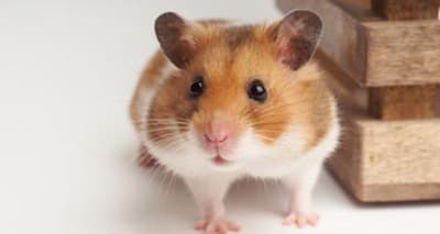 Discover Your Perfect Hamster: Top 5 Breeds & Expert Care Tips