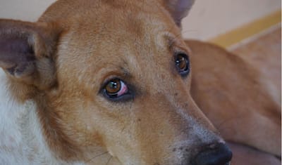 Canine Conjunctivitis (Pink Eye): Symptoms, Causes, Treatment