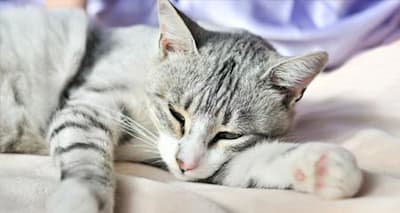 Is Your Cat Anemic? Signs, Causes, & What to Do Next