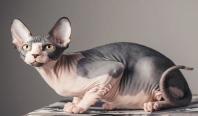 Pigment Changes in Cats: Causes, Symptoms, Diagnosis & Care