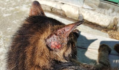 Skin Ulcers & Lesions in Cats: Symptoms, Diagnosis & Treatment