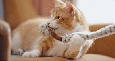 Mentally Stimulate Your Cat: Fun & Easy Brain Games for a Happy Pet
